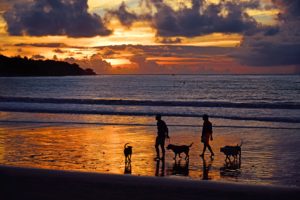 family with dog on the beach